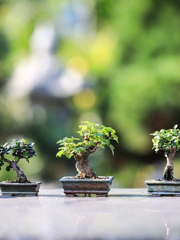 bonsai-g0a445109e_640