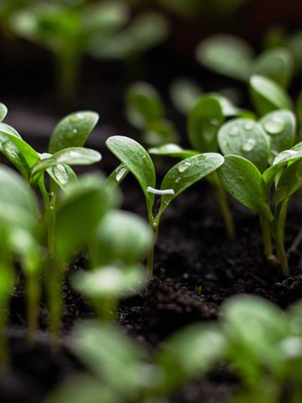 seedlings-gc4042642c_640